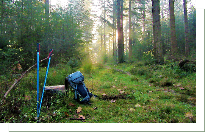 A backpack and poles in the woods